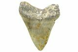Fossil Megalodon Tooth - North Carolina #371691-1